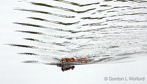 Muskrat In The Canal_DSCF00445.jpg - Photographed along the Rideau Canal Waterway at Smiths Falls, Ontario, Canada.